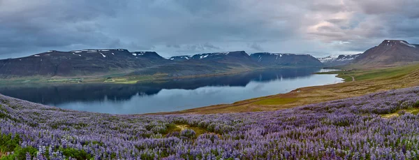 Kaunis islantilainen maisema, jonka etualalla on pelto ja taustalla vuoret ja vuonot — kuvapankkivalokuva