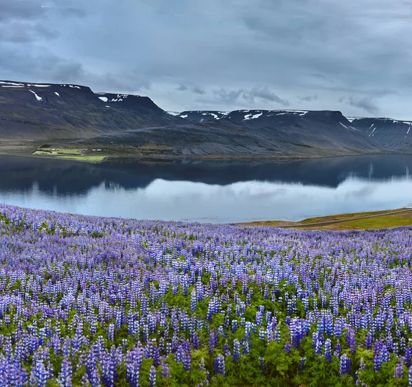 Smukt islandsk landskab med mark i forgrunden og bjergene og fjordene i baggrunden - Stock-foto