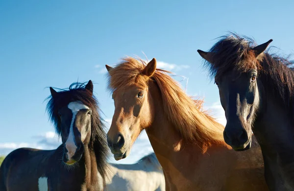 Hester på jordet – stockfoto