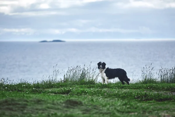 Anjing di latar belakang laut — Stok Foto