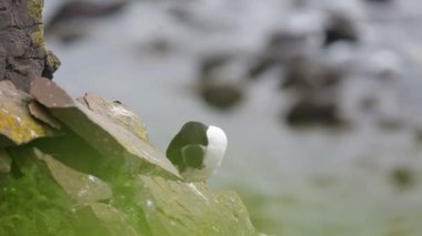 Martı latrabjarg İzlanda güneşli bir günde, buzlu