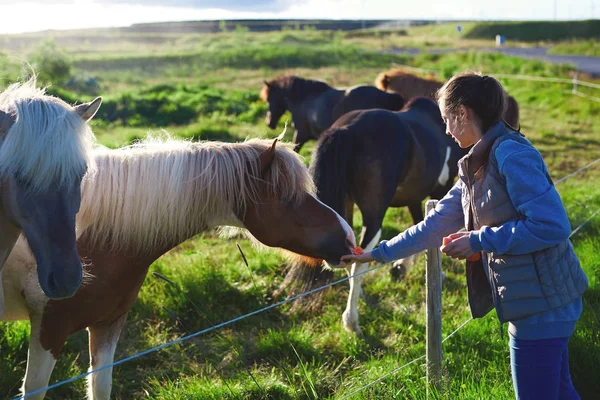 A woman stroking a horse — Stock Photo, Image