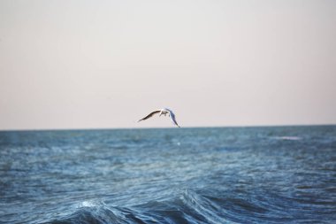 bir martı dalgalar üzerinde uçar
