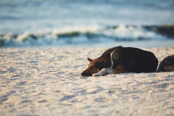 可爱的狗在黎明时分睡在沙滩上 — 图库照片