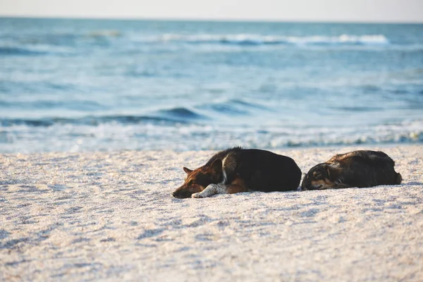 Söpö koirat nukkuvat rannalla aamunkoitteessa — kuvapankkivalokuva
