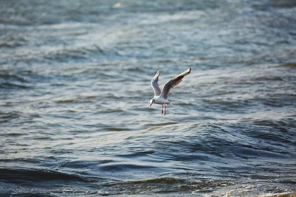 Uma gaivota voa sobre ondas — Fotografia de Stock