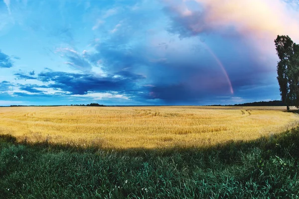 Vehnäpelto myrskyn jälkeen sateella — kuvapankkivalokuva