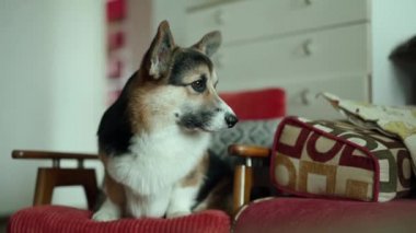 Üç renkli komik köpek Galli Corgi evdeki sandalyede yatıyor.
