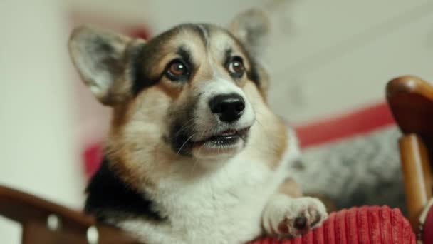 Divertido lindo tricolor perro galés Corgi crianza acostado en la silla en casa — Vídeo de stock