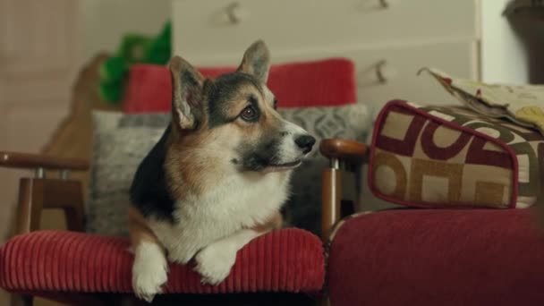 Divertido lindo tricolor perro galés Corgi crianza acostado en la silla en casa — Vídeos de Stock