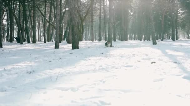 冬の公園で雪の上を歩くかわいい血統のウェルシュコーギー刺繍犬の肖像新鮮な空気と自由を楽しむ. — ストック動画