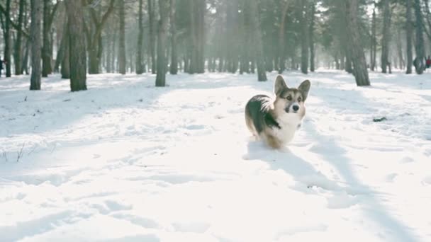 Портрет милой родословной валлийской пемброковой собаки, гуляющей по снегу в зимнем парке, наслаждающейся свежим воздухом и свободой . — стоковое видео