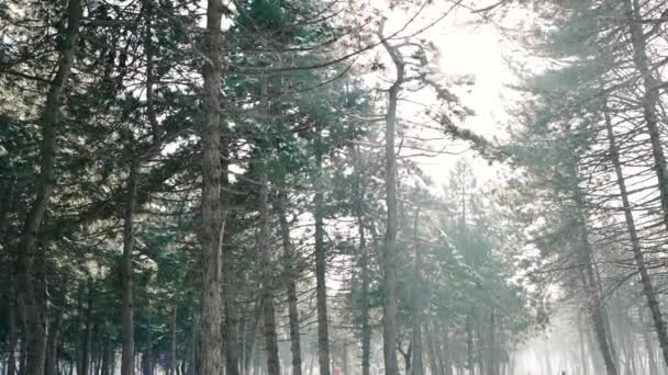 paysage hivernal, neige tombe sur d'énormes pins 