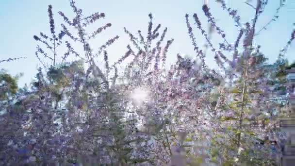 4k dolly tiro de arbustos de lavanda — Vídeo de Stock