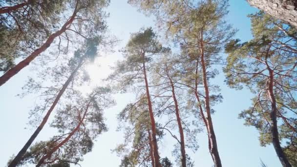 Οι κορυφές των πεύκων στον γαλάζιο ουρανό — Αρχείο Βίντεο