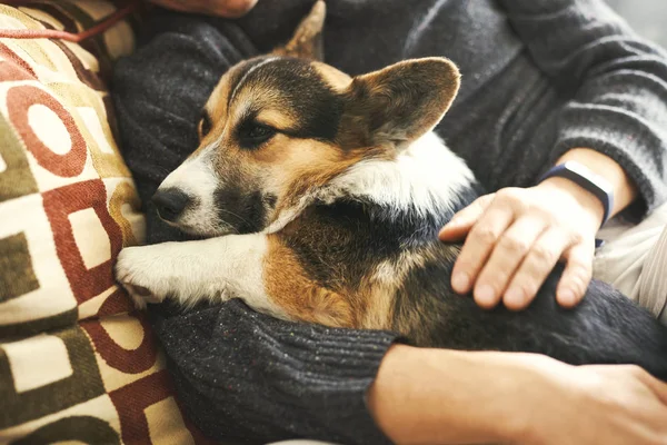 Mladý muž odpočívá se svým domácím mazlíčkem na gauči, tráví spolu čas, roztomilé velšské Corgi štěně. — Stock fotografie