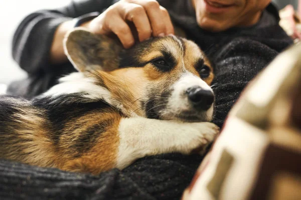 Genç adam köpeği okşuyor, evcil hayvanıyla kanepede dinleniyor, birlikte vakit geçiriyor, şirin Galli Corgi köpeği.. — Stok fotoğraf