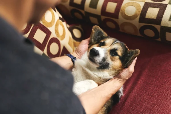 Pemilik muda memelihara anjing, beristirahat dengan hewan peliharaan di rumah di sofa, menghabiskan waktu bersama-sama, lucu Welsh Corgi anak anjing tampak lucu . — Stok Foto