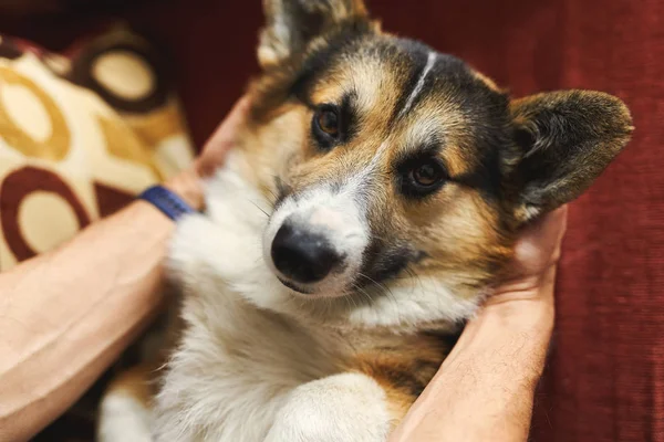 Pemilik muda memelihara anjing, beristirahat dengan hewan peliharaan di rumah di sofa, menghabiskan waktu bersama-sama, lucu Welsh Corgi anak anjing tampak lucu . — Stok Foto