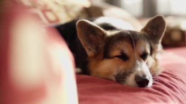 Üzgün görünümlü üç renkli tatlı köpek Galli Corgi evdeki kırmızı kanepede yatıyor.