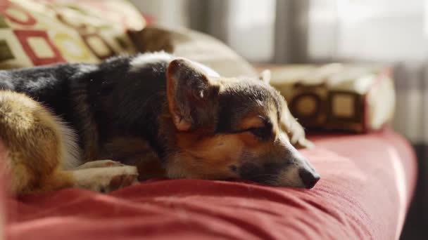 Triste mirada tricolor perro triste raza Welsh Corgi mierda en el sofá rojo en casa. — Vídeo de stock