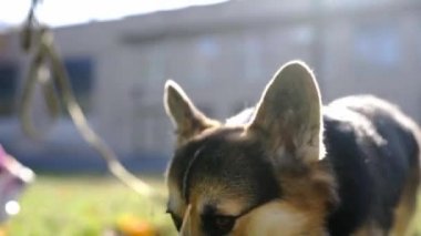 Sevimli ve sevimli üç renkli Galli Corgi köpeği güneşli bir günde parkta çimlerin üzerinde yürüyor..