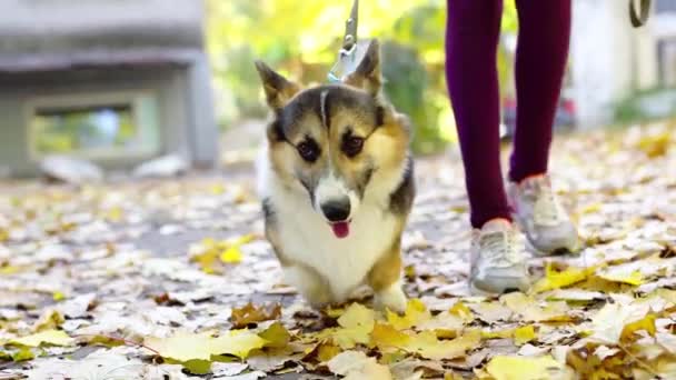 Όμορφη και αξιολάτρευτη Welsh Corgi σκυλί στο πάρκο. — Αρχείο Βίντεο