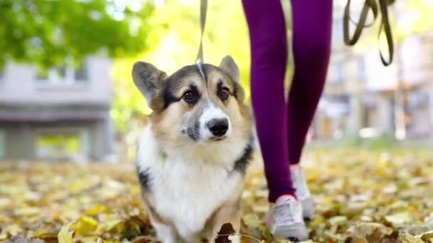 Gyönyörű és imádnivaló walesi Corgi kutya a parkban. — Stock videók