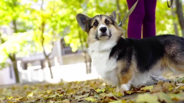 Όμορφη και αξιολάτρευτη Welsh Corgi σκυλί στο πάρκο. — Αρχείο Βίντεο