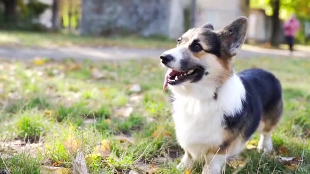drôle mignon tricolore Pembroke Welsh Corgi chien marche à l'extérieur, ralenti séquences .