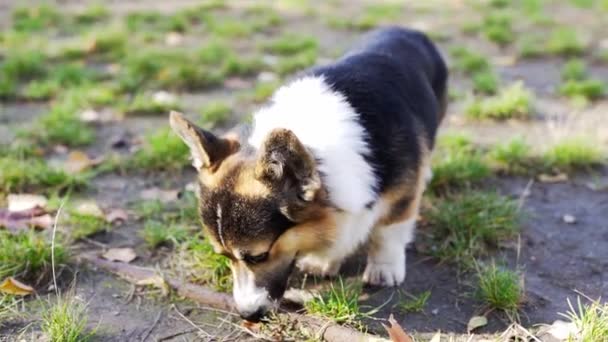 Hermoso y adorable perro galés Corgi en el parque . — Vídeos de Stock