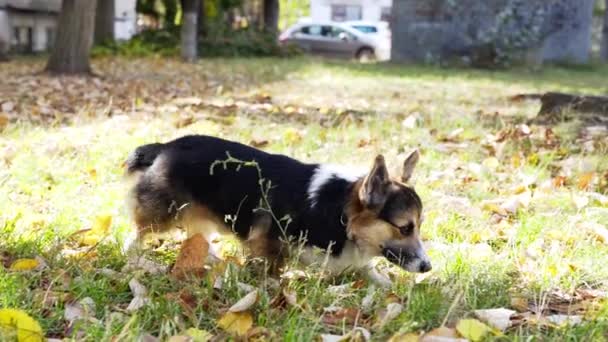 Мбаппе и восхитительная валлийская собака Корджи в парке . — стоковое видео