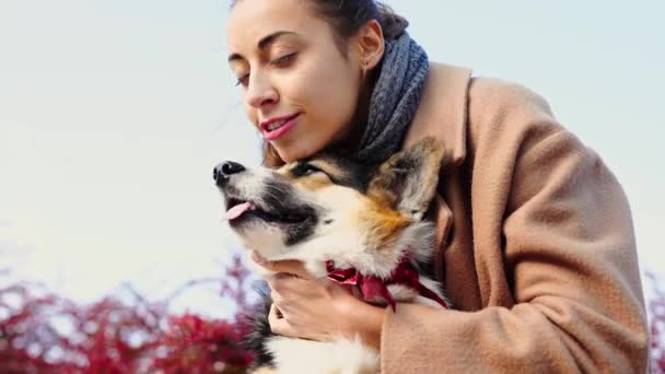 Bastante sonriente mujer paseando lindo perro en la naturaleza — Vídeo de stock