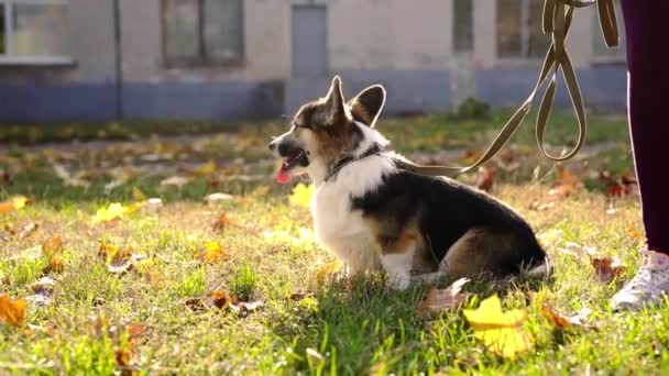 Lindo y adorable tricolor perro galés Corgi pasear al aire libre en la hierba en el parque en el día soleado . — Vídeos de Stock
