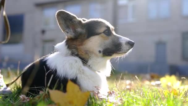 mignon et adorable chien tricolore gallois Corgi promener à l'extérieur dans l'herbe dans le parc à la journée ensoleillée .