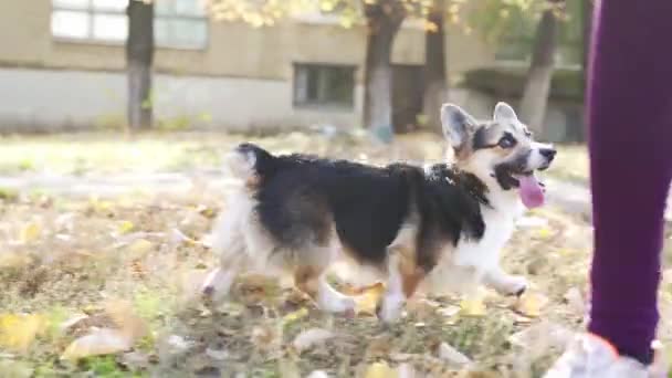 Funny cute tricolor Pembroke Welsh Corgi dog walking outdoors, slow motion footage. — Stock Video