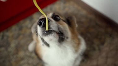 Komik köpek Welsh Corgi Pembroke spagetti yiyor.