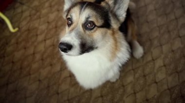 Komik köpek Welsh Corgi Pembroke spagetti yiyor.