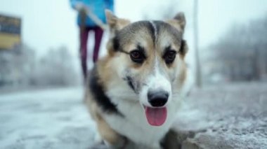 Kapalı çekim güzel ve sevimli üç renkli Galli Corgi köpeği kış günü dışarıda yürüyor..