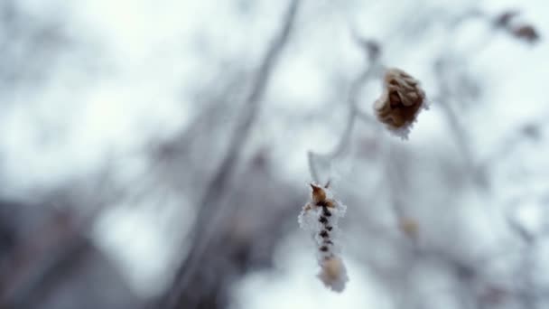 Frost On The thin Branches contra el cielo nublado — Vídeos de Stock