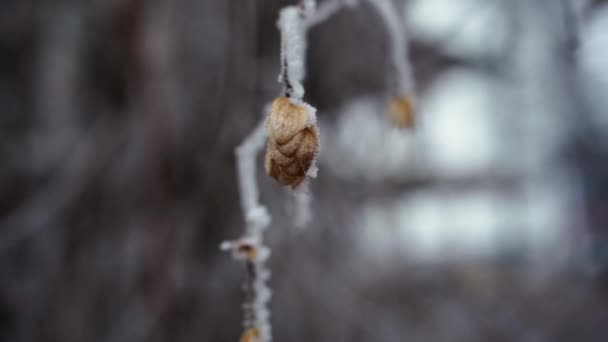 乾いた草の枝の上の霜 — ストック動画