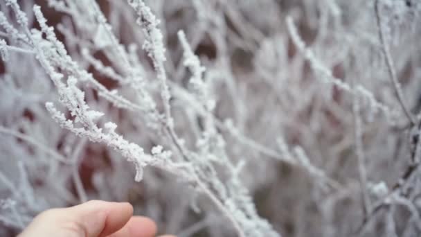 Grote mannen hand zachtjes raakt Icy Frosty En Sneeuwboom takken — Stockvideo