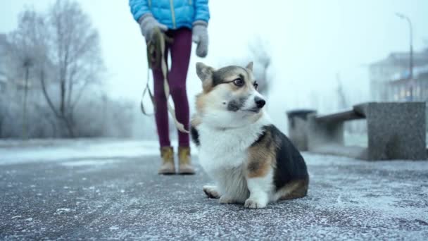 Retrato de Pembroke Welsh Corgi, lindo perro Corgi paseando al aire libre con la propietaria — Vídeos de Stock