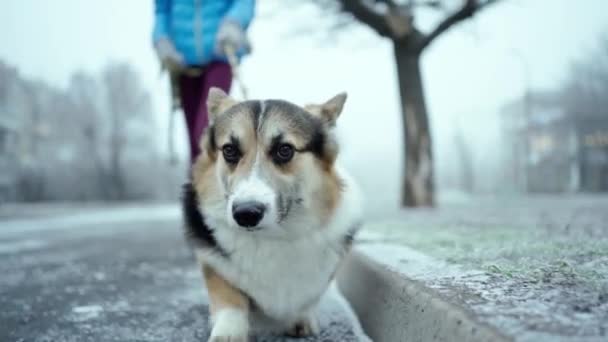 Närbild slow motion vacker och bedårande tricolor walesisk Corgi hund promenader utomhus på vinterdagen. — Stockvideo