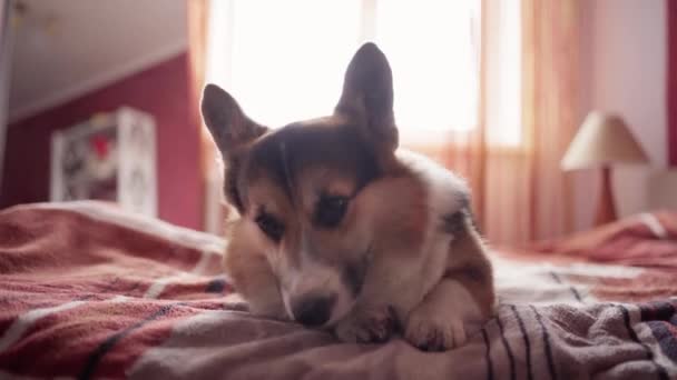 Closeup πορτρέτο του αστεία χαριτωμένο τρίχρωμος σκύλος Welsh Corgi φυλή luing στο κρεβάτι στο υπνοδωμάτιο στο σπίτι — Αρχείο Βίντεο