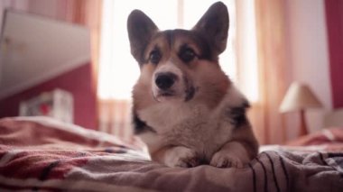 Üç renkli komik köpek Welsh Corgi 'nin yakın plan portresi yatak odasındaki yatak odasında sükunet içinde.