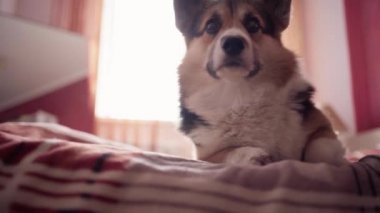 Üç renkli komik köpek Welsh Corgi 'nin yakın plan portresi yatak odasındaki yatak odasında sükunet içinde.