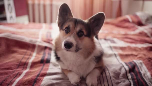 Primer plano retrato de divertido lindo perro tricolor galés Corgi raza pegar en la cama en el dormitorio en casa — Vídeos de Stock