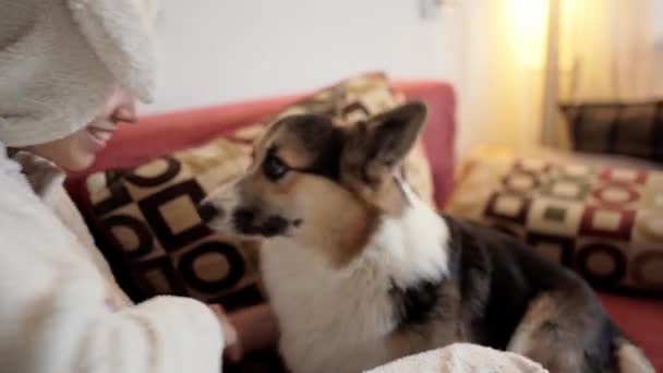 Retrato de mujer feliz sonriente amarrando a su lindo perro galés Corgi acostado en el sofá en casa . — Vídeos de Stock