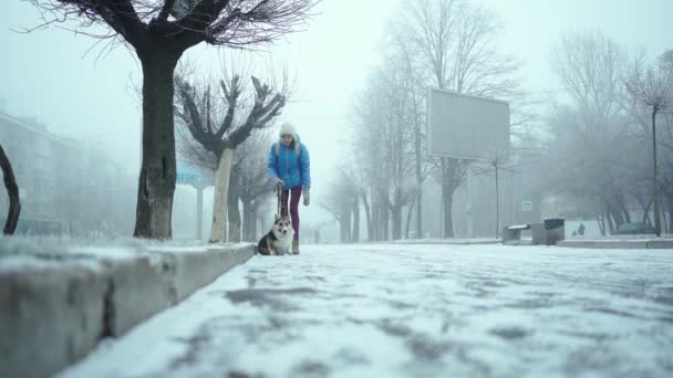 Gerakan lambat indah dan manis tricolor Welsh Corgi anjing berjalan di luar ruangan pada hari musim dingin . — Stok Video